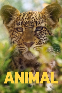 Animal-online-free