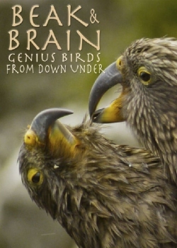 Beak & Brain - Genius Birds from Down Under-online-free