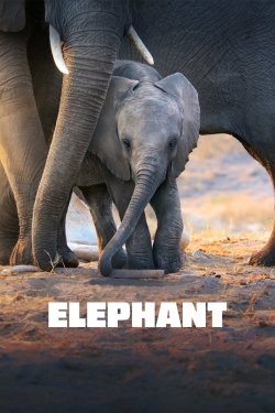 Elephant-online-free