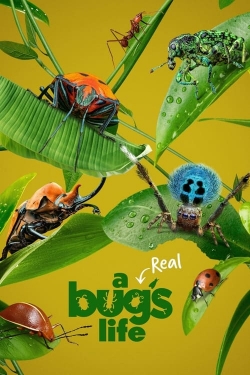 A Real Bug's Life-online-free